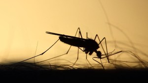Dengue: síntomas y prevención en épocas de  calor y la humedad