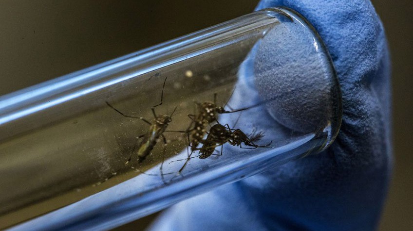 El mosquito Aedes. Una carta abierta que dieron a conocer expertos abordó la importancia de sumar vacunas para potenciar la prevención del dengue  / Foto: ilustrativa