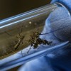 Imagen de Científicos y médicos cuestionaron al gobierno de Milei por "establecer sospechas" sobre la vacuna contra el dengue