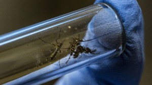 Dos semanas después, no se confirma el caso de dengue autóctono en Roca: riesgos y qué medidas toma Salud