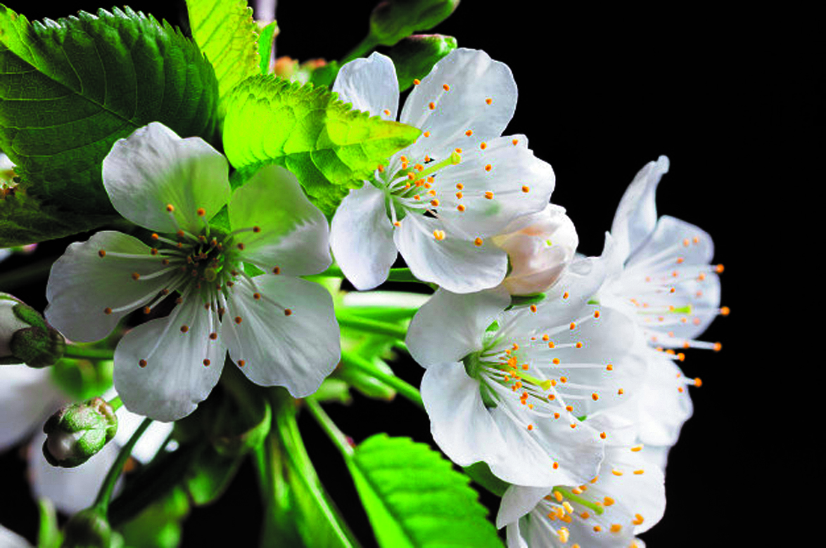 La bella y primaveral flor del cerezo que luego se transformará en la riquísima fruta. 