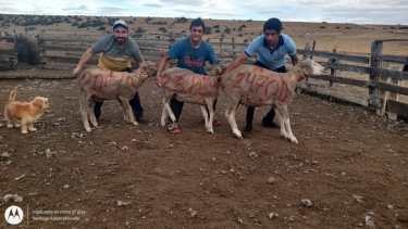 Checho Laciar (derecha) junto a, Mario y Lucas, los que más esquilaron en el grupo. 