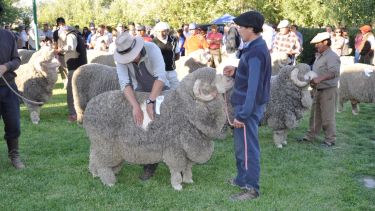 Ferias y exposiciones ganaderas con protocolo y poco público
