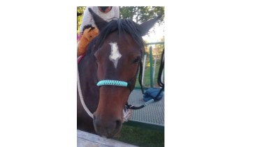 La yegua Mila es parte la equinoterapia desde hace siete años. (Gentileza).-