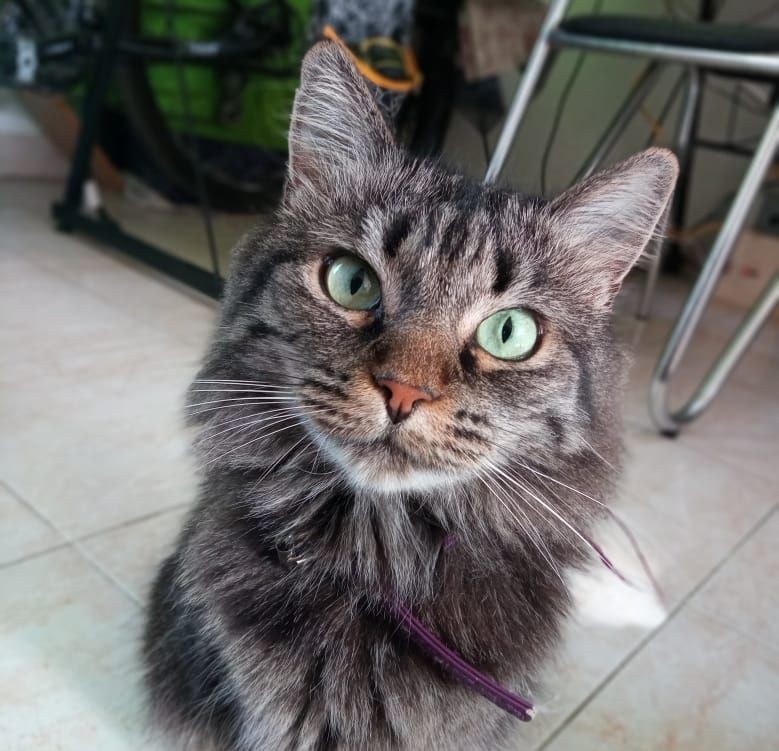Hoy saludamos a la gata Mochi, que posó para la foto del día. Acordate que podés seguir enviando las de tu mascota por redes!.-