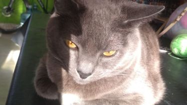 Para terminar el finde XXL, saludamos a Chimuelo al rayo del sol. ¡Acordate que podés seguir mandando las fotos de tus mascotas!.-