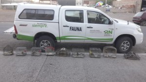 Secuestran aves silvestres en peligro de extinción dos viviendas de Viedma