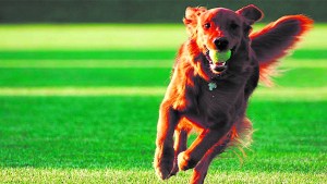 Comportamiento canino: las diferencias entre educar, adiestrar y entrenar