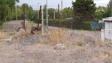 Desde el cerco hacia el norte se extiende el Parque Agreste, un paseo visitado diariamente por miles de neuquinos. 