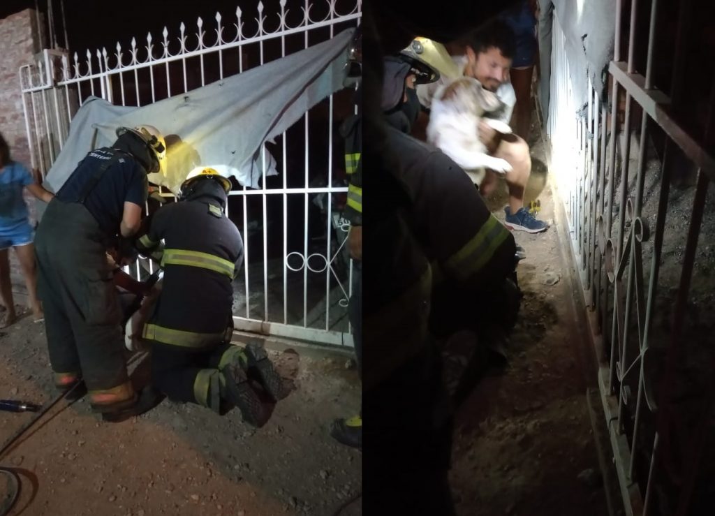 Los bomberos de Centenario durante el rescate del perro. (Gentileza Centenario Digital).-