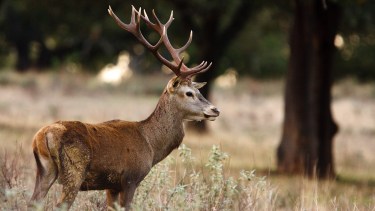 Había elementos de jabalí y de ciervos en las viviendas.  (Foto ilustrativa - Gentileza).-