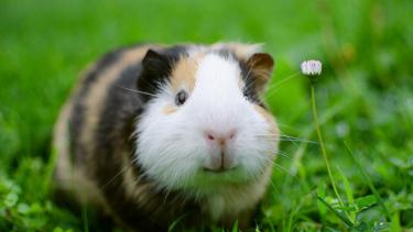 Cobayos, una grata compañía en miniatura