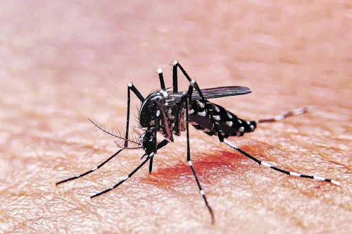 Siguen aumentando los casos de dengue en Argentina.