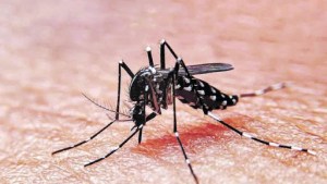 El dengue, la amenaza que requiere de nuevos especialistas