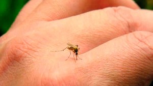 Identifican compuestos de plantas argentinas que inhiben la multiplicación del dengue