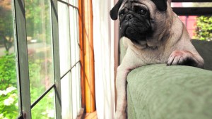 Qué hacer con las mascotas cuando salimos de casa