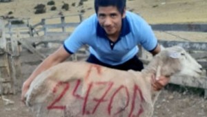 24.700 ovejas: «Checho» es el esquilador récord de la Patagonia