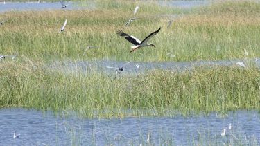 Hacia una futura ley de humedales