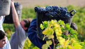 Cuál es el plan vitivinícola para los próximos diez años