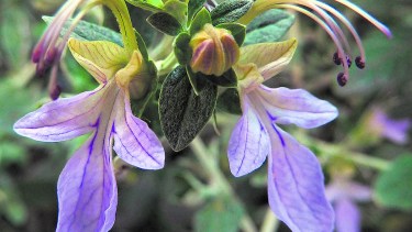 Durante todo el verano se puede apreciar esta bella flor. 