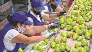 El Sindicato de la Fruta de Río Negro y Neuquén cerró un aumento salarial del 50,9%