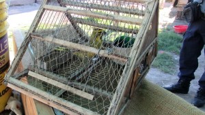 Detectaron y secuestraron aves silvestres en cautiverio en Chichinales