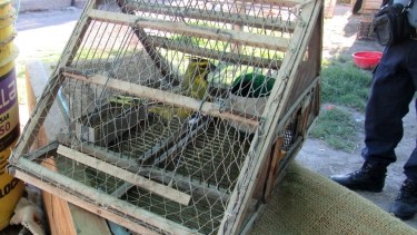 Detectaron y secuestraron aves silvestres en cautiverio en Chichinales