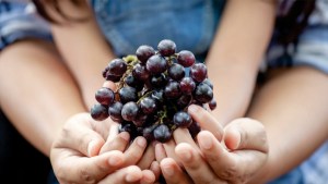 La COVIAR presentó la Guía de Sostenibilidad Vitivinícola Argentina