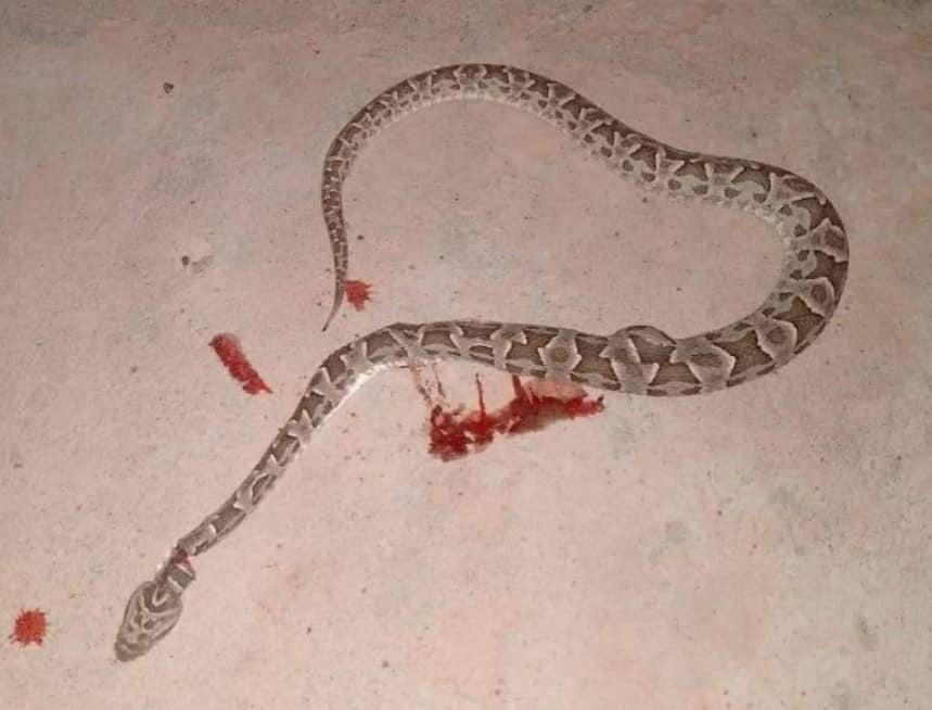 La serpiente que mordió al perro. Foto: Facebook chamaquito.emilio
