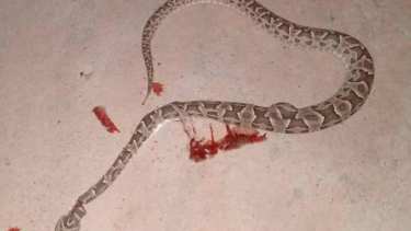 La serpiente que mordió al perro. Foto: Facebook chamaquito.emilio