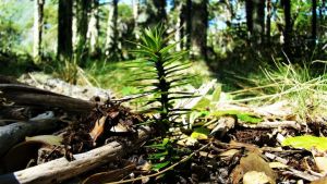 Advierten que no se pueden recolectar piñones en zonas del Parque Nacional Lanín