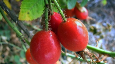 Foto: Facebook mganeuquen