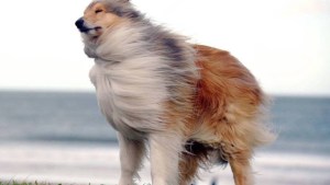 Pronóstico: ¿cómo está el tiempo este domingo para ir a votar?