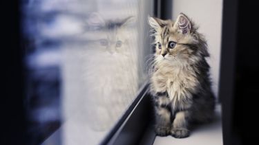 Dan ganas hoy de quedarse mirando la lluvia desde casa.-