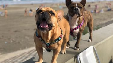 Los perros son cánidos por naturaleza indistintamente la raza y es el humano responsable de nivelar sus emociones con una buena educación sin castigos