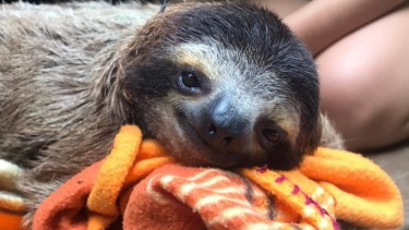 Los perezosos ostentan el título de ser los mamíferos más lentos del mundo. Fotos gentileza Cecilia Pamich.
