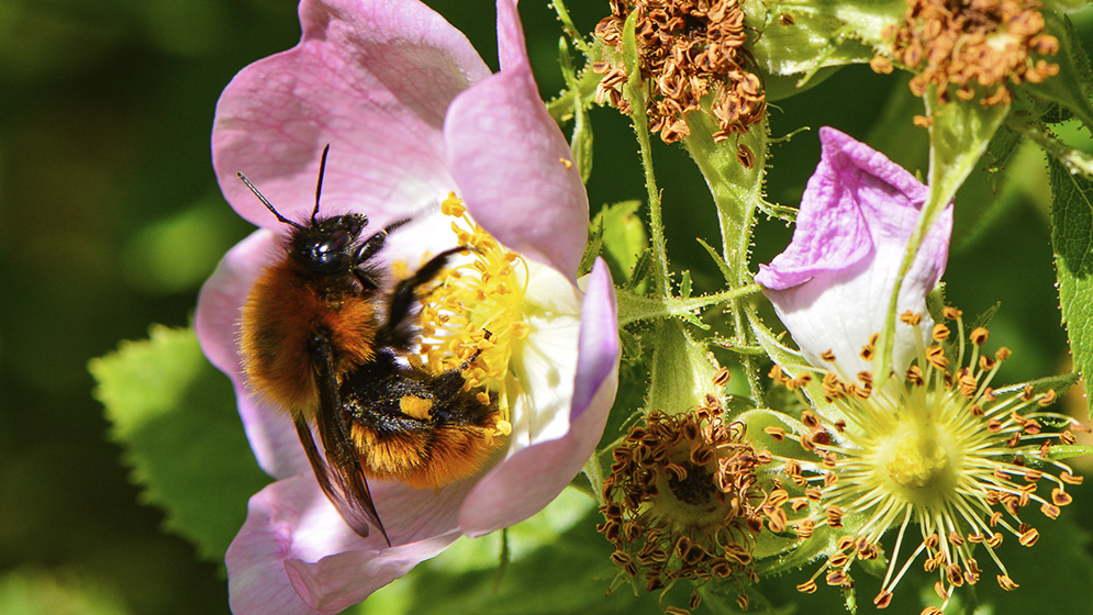 En el mundo, existen más de 20 mil especies de abejas silvestres que brindan servicios de polinización esenciales para la reproducción de cientos de miles de especies de plantas. También son fundamentales para la productividad de alrededor del 85 por ciento de los cultivos, como las manzanas y los arándanos. 