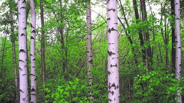 Además de resultar una atracción a la vista cada vez que los cruzamos, los abedules también son inspiradores de grandes obras de arte.