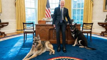 Un perro de Biden mordió a una persona. 