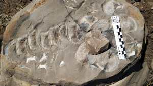 Encontraron restos de un reptil marino prehistórico en el norte de Neuquén