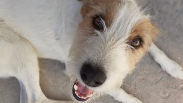 Hoy saludamos a Rafa, que se copó en sumarse al pronóstico del tiempo.-