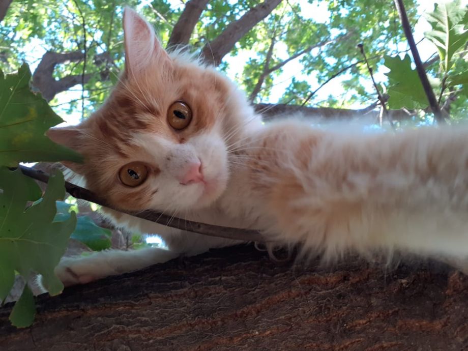 Hoy saludamos a Ramona, que disfruta del solcito entre los árboles.-