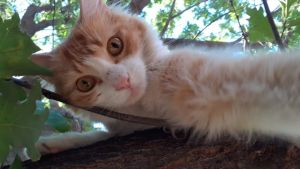 Pronóstico: la semana arranca soleada y calurosa en la región