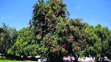 Imponente, al aire libre, con sus verde intenso y el rojo de las bayas desplegados.