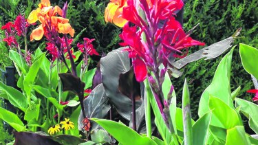 Se deben plantar a unos 30 o 50 cm de distancia uno de otro, con unos 10 cm de profundidad.