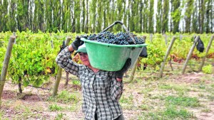 Calidad garantizada para la cosecha de uvas para vinificar en la región