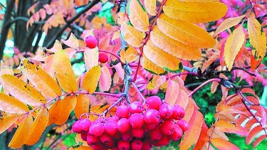 Jardín: Serbal del cazador, un color para cada estación