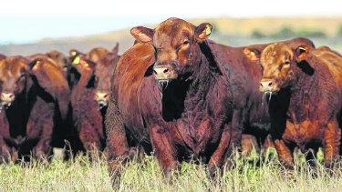 Alimentación y conciencia ambiental