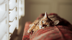 Pronóstico: así estará este martes en la región