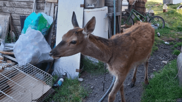 La familia encontró al ciervo en una zona del Brazo Huemul. Foto: gentileza